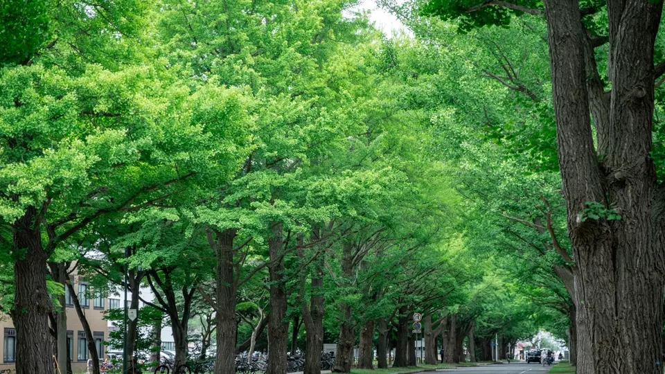 ［北海道札幌市］北海道大学｜並木