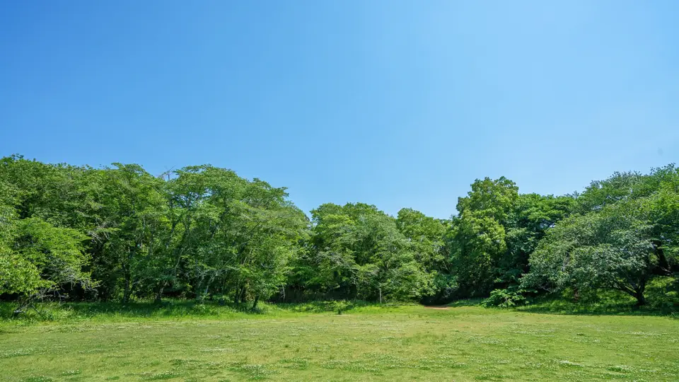 爽やかな公園の新緑と青空