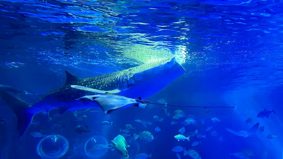 のとじま水族館のジンベイザメ