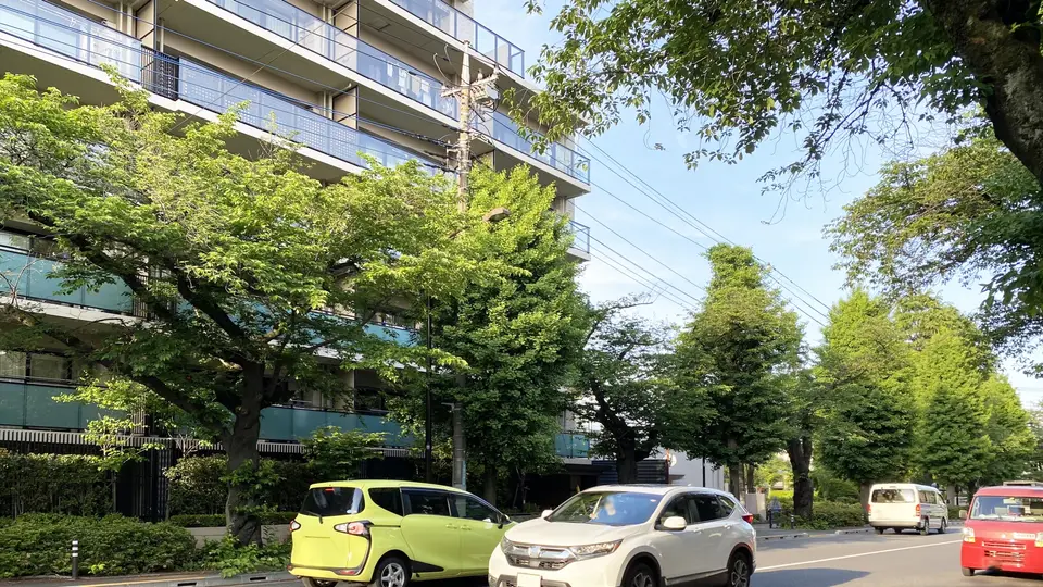 並木道と車